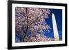 Cherry blossoms under the Washington Monument, Washington DC, USA-Russ Bishop-Framed Photographic Print