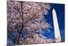Cherry blossoms under the Washington Monument, Washington DC, USA-Russ Bishop-Mounted Photographic Print