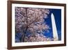 Cherry blossoms under the Washington Monument, Washington DC, USA-Russ Bishop-Framed Photographic Print