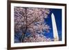 Cherry blossoms under the Washington Monument, Washington DC, USA-Russ Bishop-Framed Photographic Print