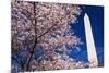 Cherry blossoms under the Washington Monument, Washington DC, USA-Russ Bishop-Mounted Photographic Print