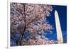 Cherry blossoms under the Washington Monument, Washington DC, USA-Russ Bishop-Framed Photographic Print