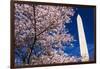 Cherry blossoms under the Washington Monument, Washington DC, USA-Russ Bishop-Framed Photographic Print