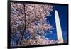 Cherry blossoms under the Washington Monument, Washington DC, USA-Russ Bishop-Framed Photographic Print