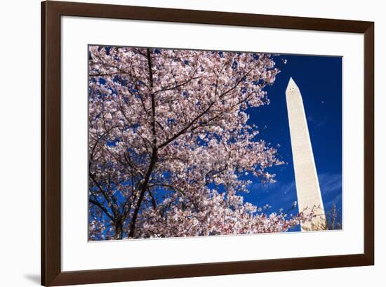 Cherry blossoms under the Washington Monument, Washington DC, USA-Russ Bishop-Framed Premium Photographic Print