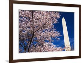 Cherry blossoms under the Washington Monument, Washington DC, USA-Russ Bishop-Framed Premium Photographic Print