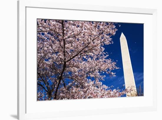 Cherry blossoms under the Washington Monument, Washington DC, USA-Russ Bishop-Framed Premium Photographic Print
