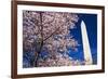 Cherry blossoms under the Washington Monument, Washington DC, USA-Russ Bishop-Framed Premium Photographic Print