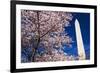 Cherry blossoms under the Washington Monument, Washington DC, USA-Russ Bishop-Framed Premium Photographic Print