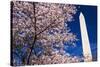 Cherry blossoms under the Washington Monument, Washington DC, USA-Russ Bishop-Stretched Canvas