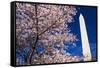 Cherry blossoms under the Washington Monument, Washington DC, USA-Russ Bishop-Framed Stretched Canvas