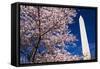 Cherry blossoms under the Washington Monument, Washington DC, USA-Russ Bishop-Framed Stretched Canvas