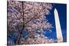 Cherry blossoms under the Washington Monument, Washington DC, USA-Russ Bishop-Stretched Canvas