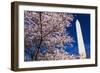 Cherry blossoms under the Washington Monument, Washington DC, USA-Russ Bishop-Framed Photographic Print