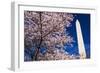 Cherry blossoms under the Washington Monument, Washington DC, USA-Russ Bishop-Framed Photographic Print