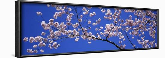 Cherry Blossoms Washington DC USA-null-Framed Photographic Print