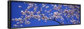 Cherry Blossoms Washington DC USA-null-Framed Photographic Print