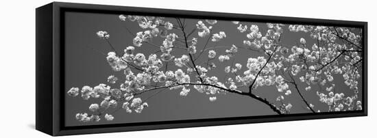 Cherry Blossoms Washington Dc USA-null-Framed Stretched Canvas