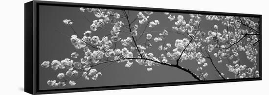 Cherry Blossoms Washington Dc USA-null-Framed Stretched Canvas