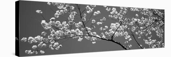 Cherry Blossoms Washington Dc USA-null-Stretched Canvas