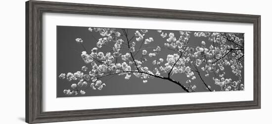 Cherry Blossoms Washington Dc USA-null-Framed Photographic Print