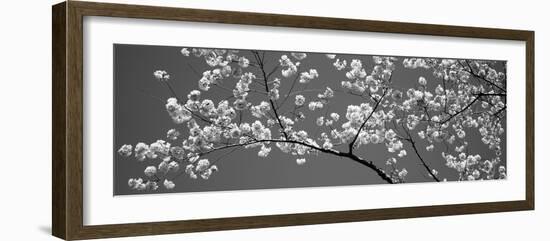 Cherry Blossoms Washington Dc USA-null-Framed Photographic Print