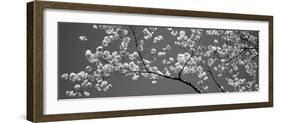 Cherry Blossoms Washington Dc USA-null-Framed Photographic Print