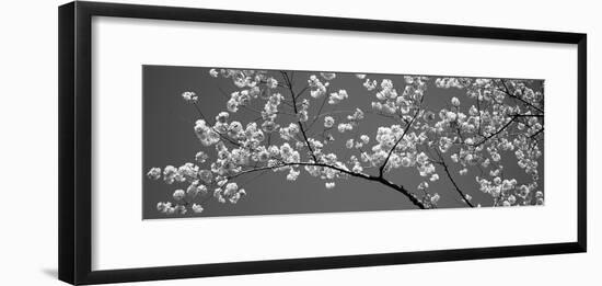 Cherry Blossoms Washington Dc USA-null-Framed Photographic Print