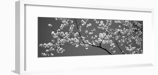 Cherry Blossoms Washington Dc USA-null-Framed Photographic Print