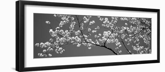 Cherry Blossoms Washington Dc USA-null-Framed Photographic Print