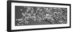 Cherry Blossoms Washington Dc USA-null-Framed Photographic Print