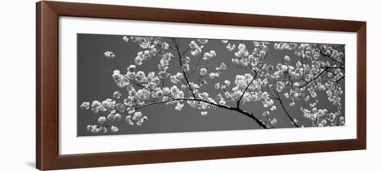 Cherry Blossoms Washington Dc USA-null-Framed Photographic Print