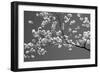 Cherry Blossoms Washington DC USA-null-Framed Photographic Print