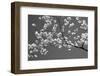 Cherry Blossoms Washington DC USA-null-Framed Photographic Print