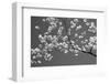 Cherry Blossoms Washington DC USA-null-Framed Photographic Print