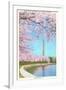 Cherry Blossoms, Washington Monument, Washington D.C.-null-Framed Art Print