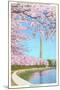 Cherry Blossoms, Washington Monument, Washington D.C.-null-Mounted Art Print