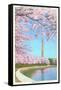 Cherry Blossoms, Washington Monument, Washington D.C.-null-Framed Stretched Canvas