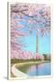 Cherry Blossoms, Washington Monument, Washington D.C.-null-Stretched Canvas