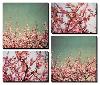 Cherry Blossoms-Susan Bryant-Stretched Canvas