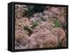 Cherry Blossoms-null-Framed Stretched Canvas