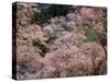 Cherry Blossoms-null-Stretched Canvas