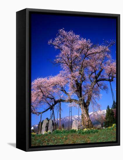 Cherry Blossoms-null-Framed Stretched Canvas