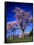 Cherry Blossoms-null-Framed Stretched Canvas