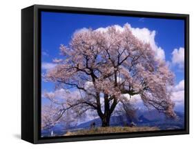 Cherry Blossoms-null-Framed Stretched Canvas