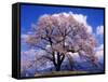 Cherry Blossoms-null-Framed Stretched Canvas