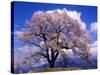 Cherry Blossoms-null-Stretched Canvas