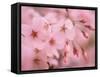 Cherry Blossoms-null-Framed Stretched Canvas