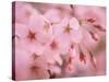 Cherry Blossoms-null-Stretched Canvas