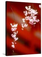 Cherry Blossoms-null-Stretched Canvas